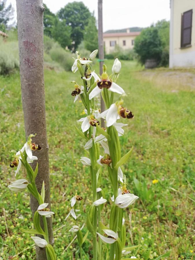 Valle Del Poggio Ночера-Умбра Екстер'єр фото